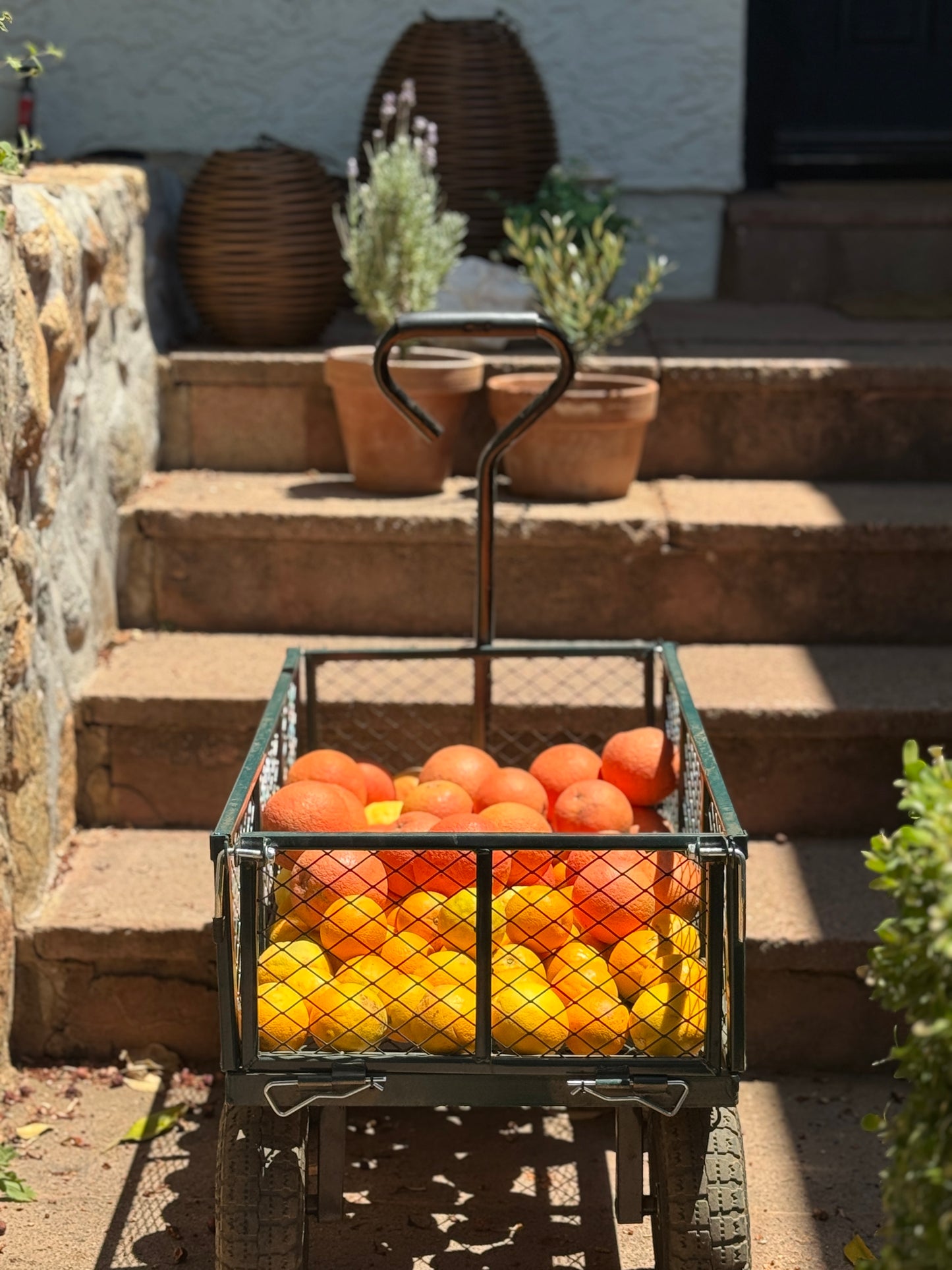 Ruby Red or Oro Blanco Grapefruit Mixed box of 10