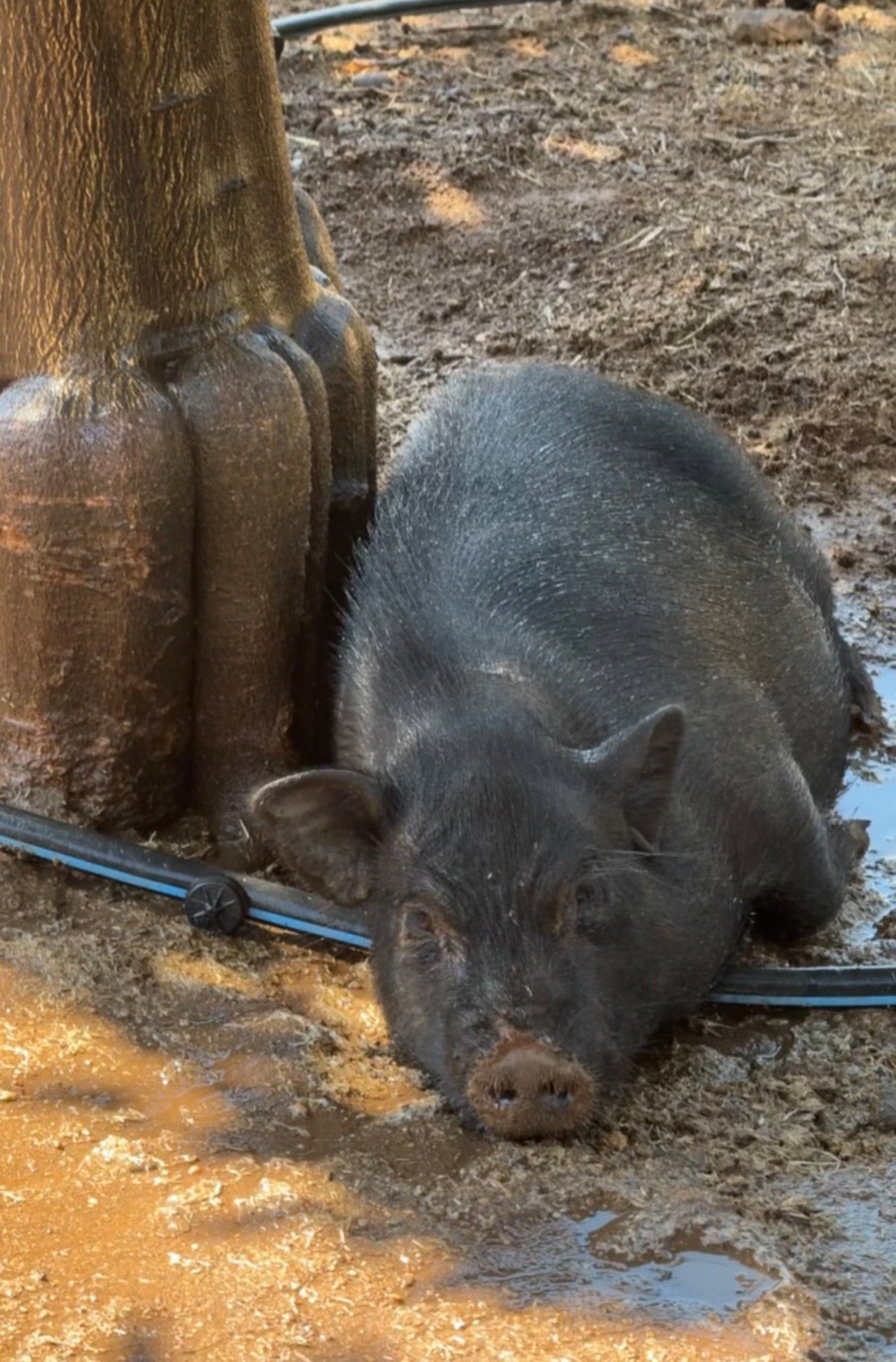 Quixote Farm U-Pick Opening Day Saturday June 13 9am-3pm