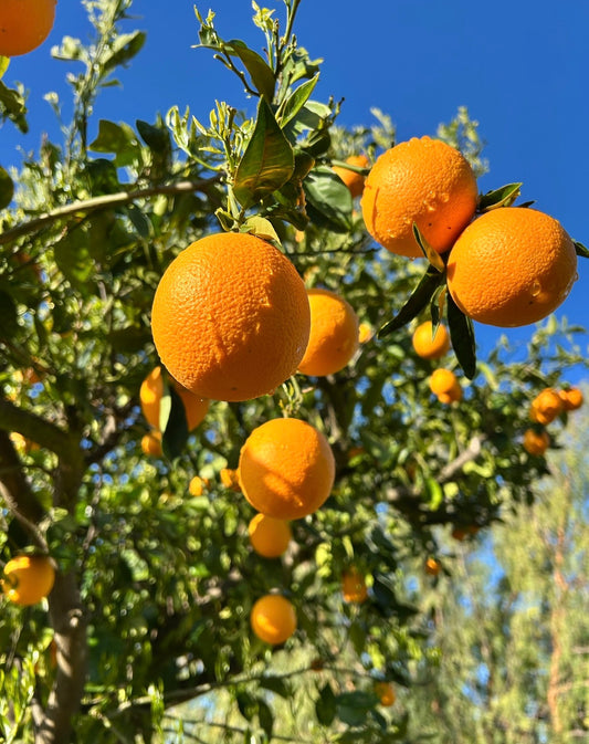 Regeneratively Grown Pesticide Free Valencia Oranges