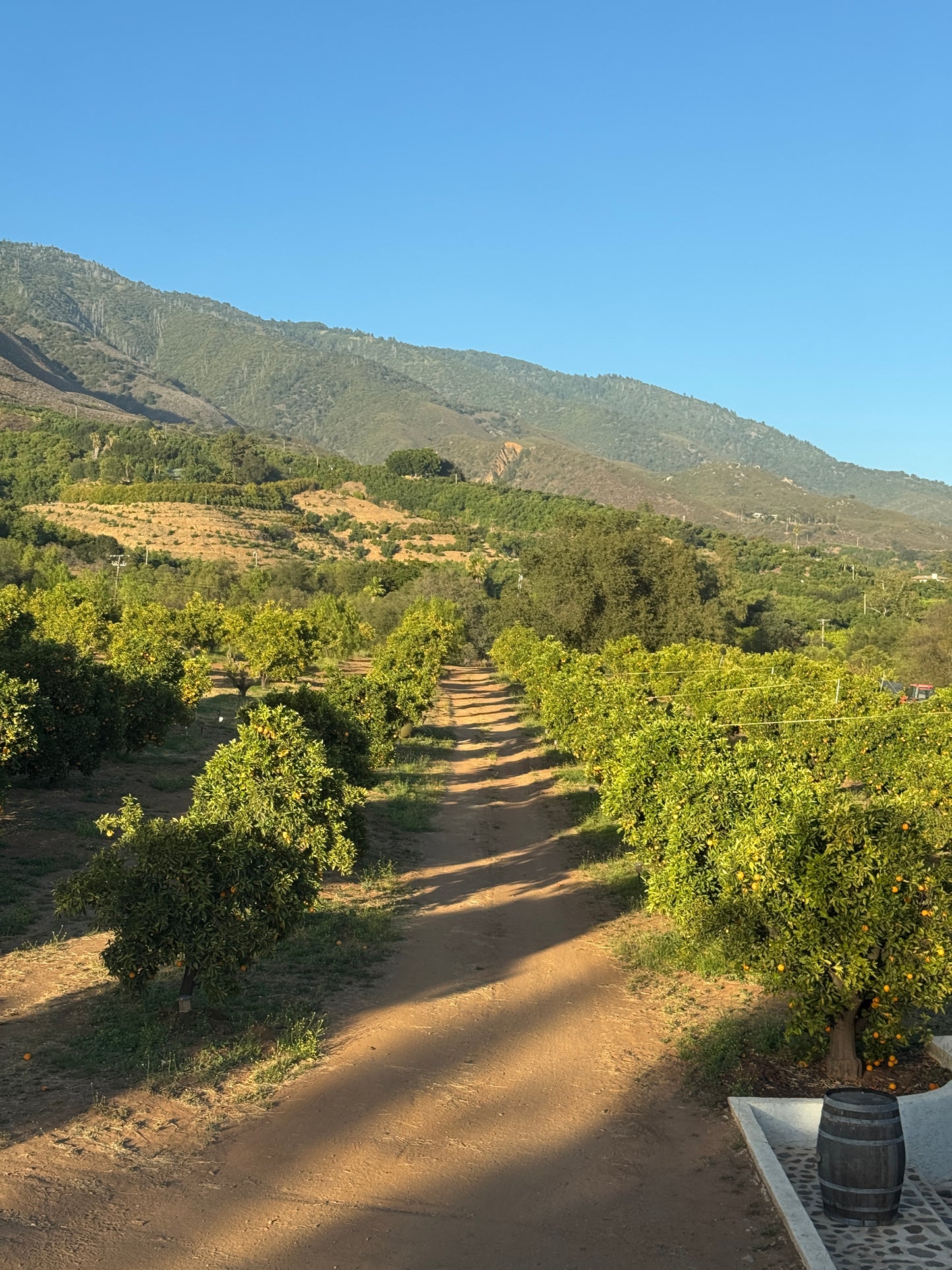 Citrus U-Pick CLOSED due to Heat