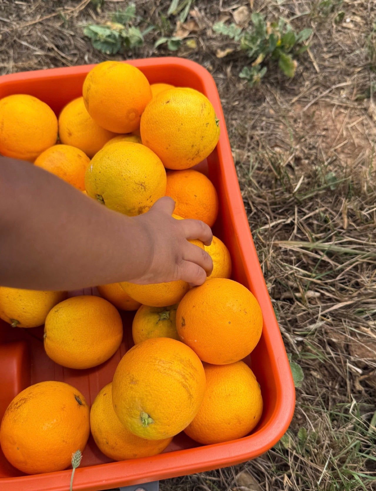 Regeneratively Grown Pesticide Free Valencia Oranges