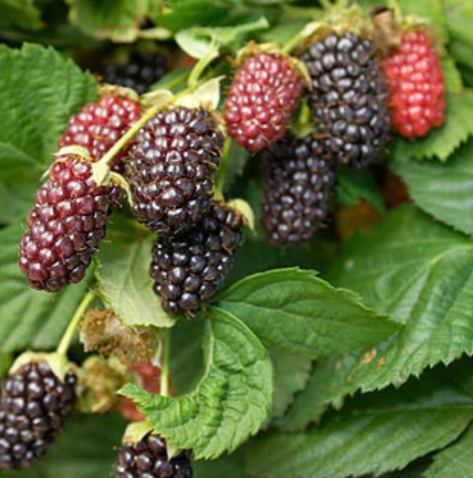 Limited Edition Olallieberry Jam