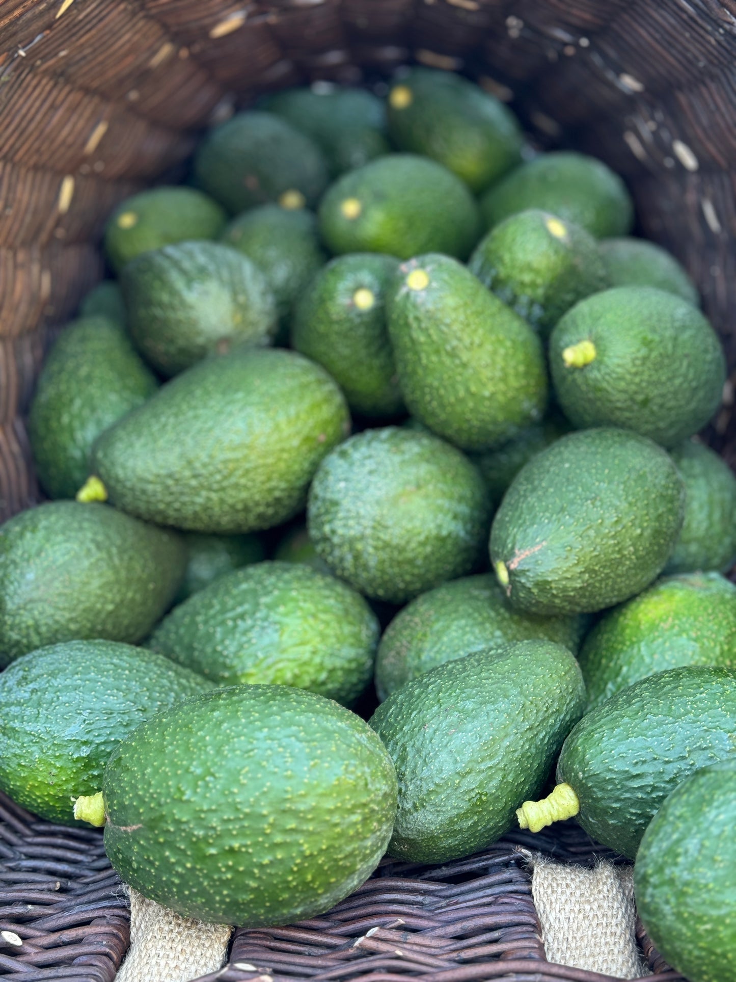 Avocado U-Pick Experience 1 adult ticket