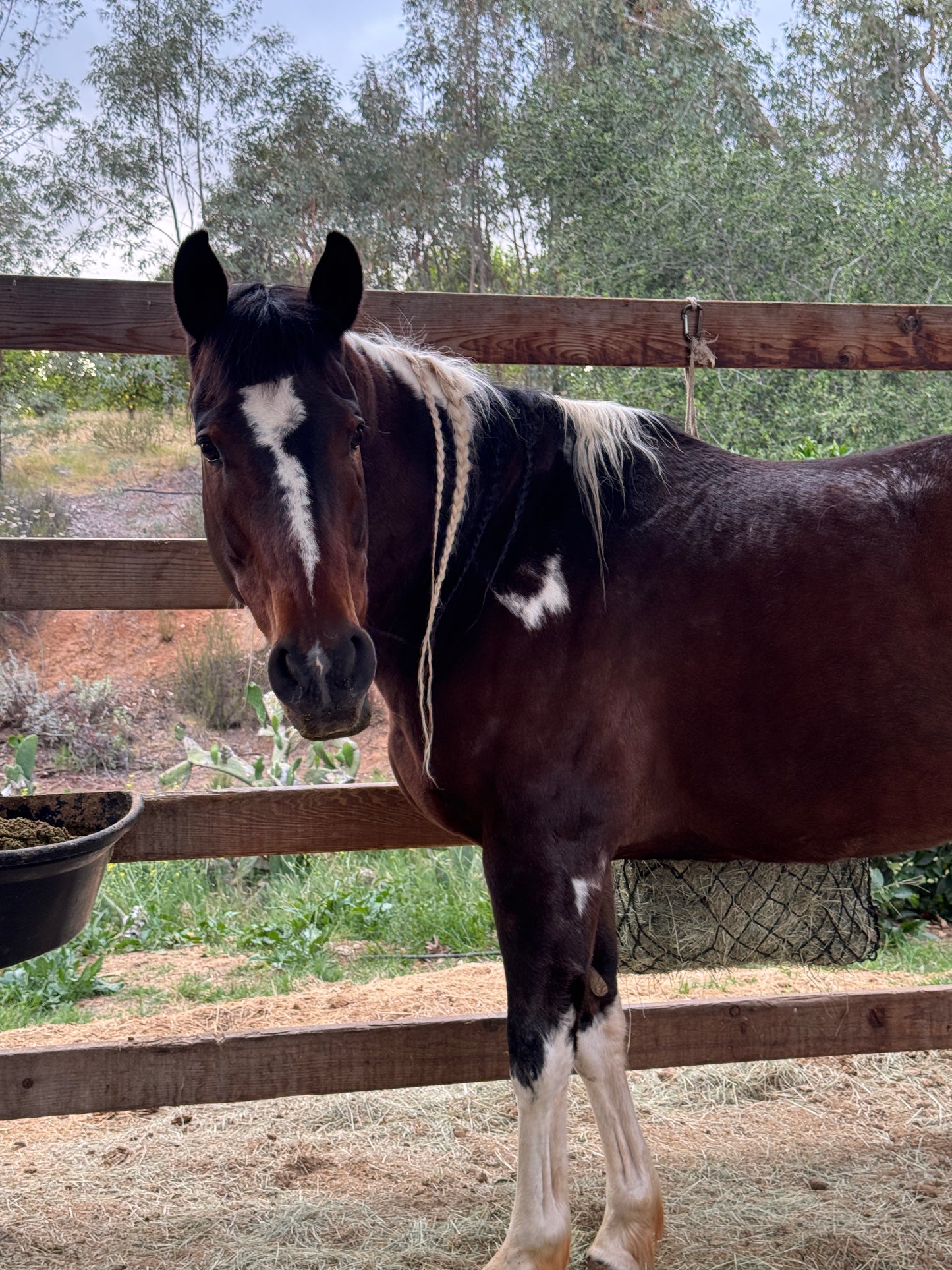 Quixote Farm U-Pick Opening Day Saturday June 13 9am-3pm