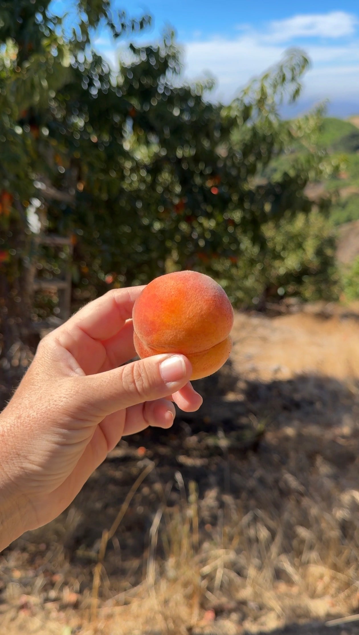 Limited Edition Caramelized Peach Jam