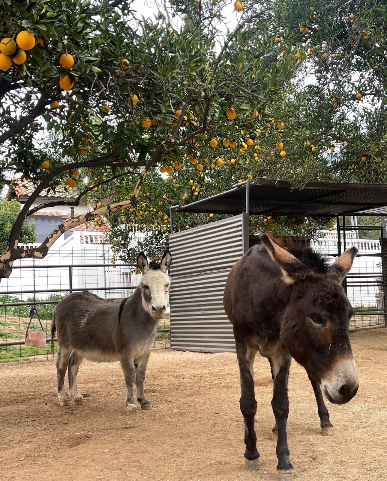 Quixote Farm U-Pick Opening Day Saturday June 13 9am-3pm