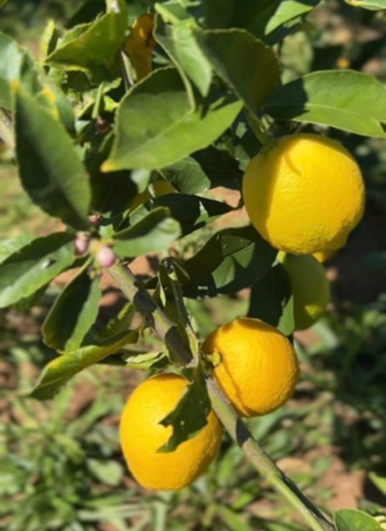 Regeneratively Grown Pesticide Free Eureka Lemons