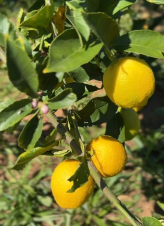 Regeneratively Grown Pesticide Free Eureka Lemons