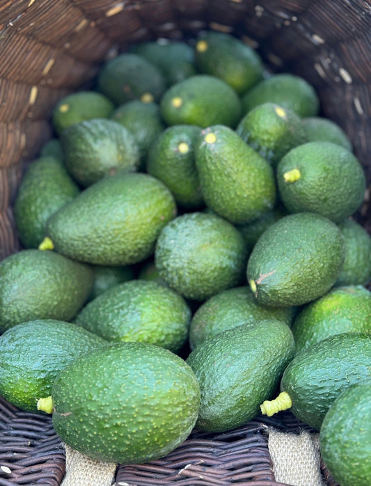 Regeneratively Grown Pesticide Free Hass Avocados ￼