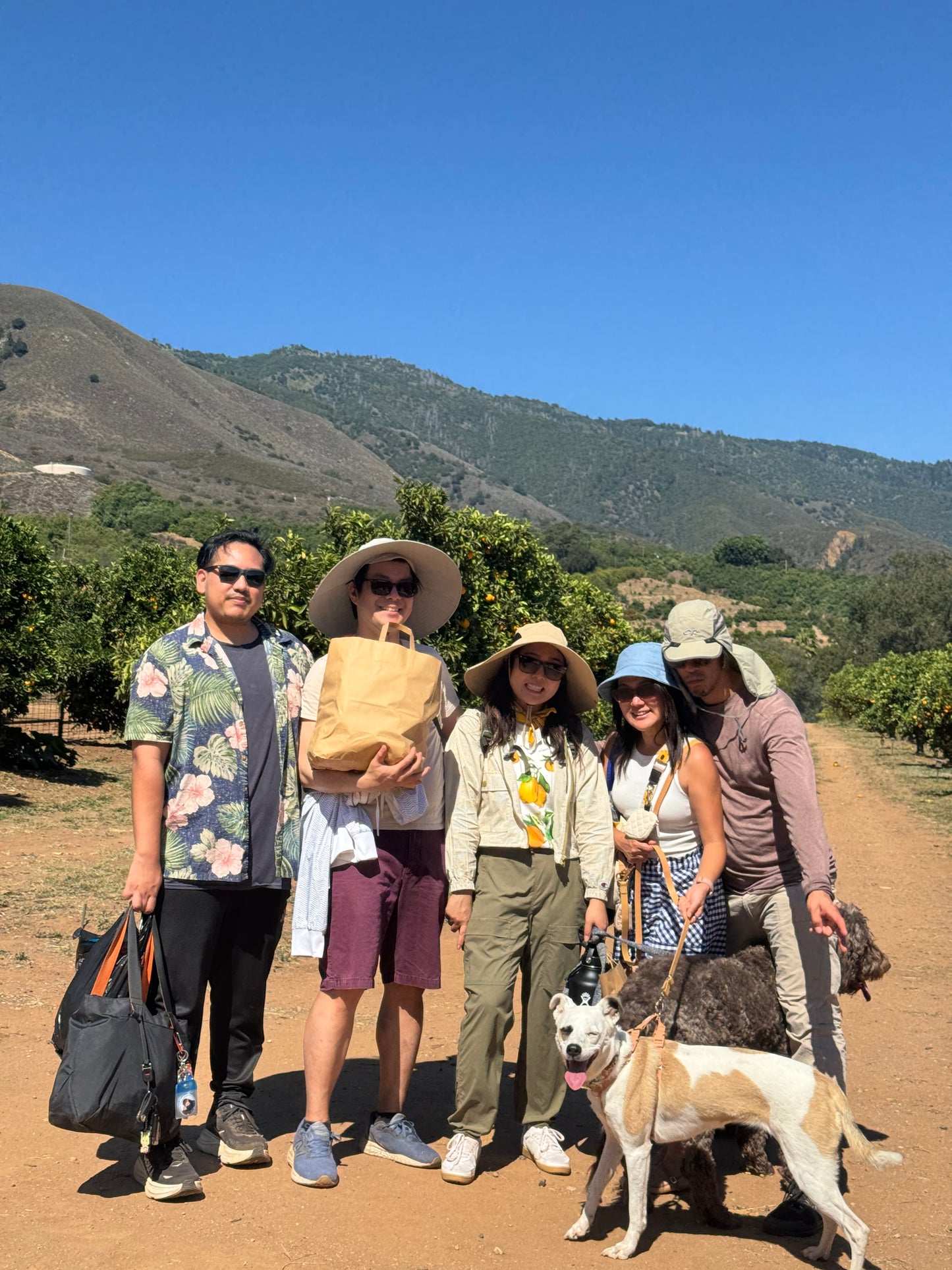 Citrus U-Pick CLOSED due to Heat