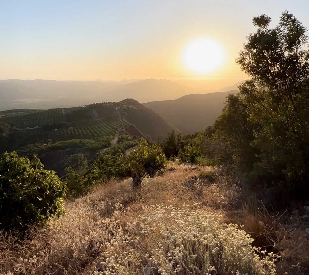 Mountain and Farm Landscape, Rolling Hills and Vineyard