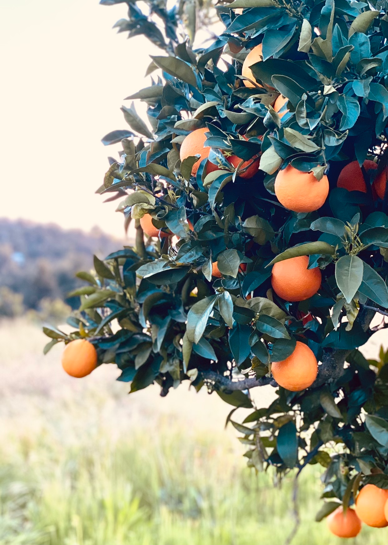 Quixote Farm Citrus U-Pick Opening Day Saturday,  June 7