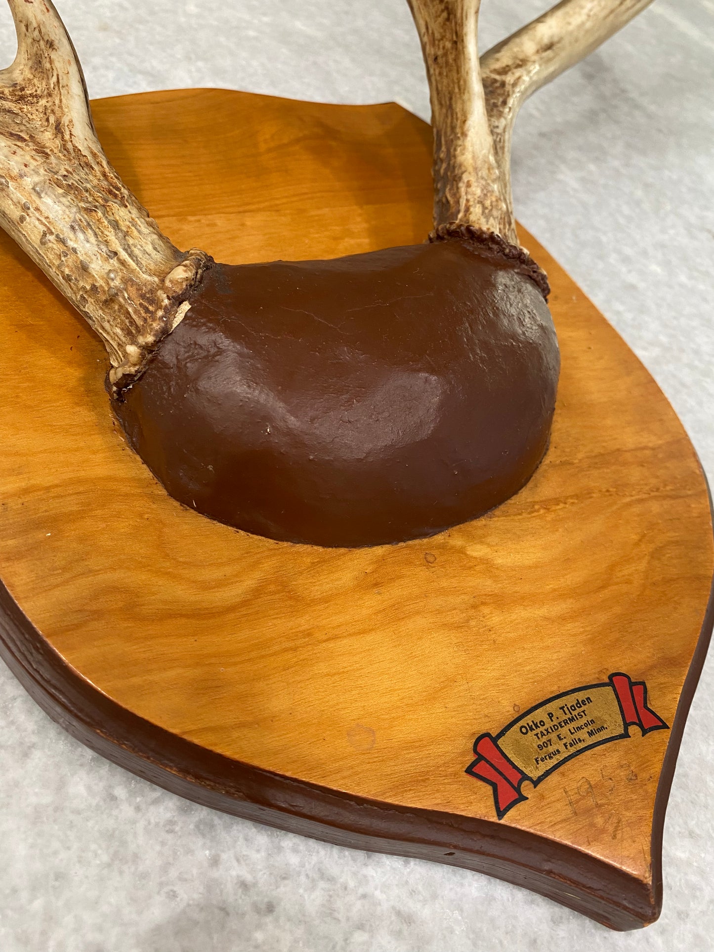 Vintage Mounted Deer Antlers