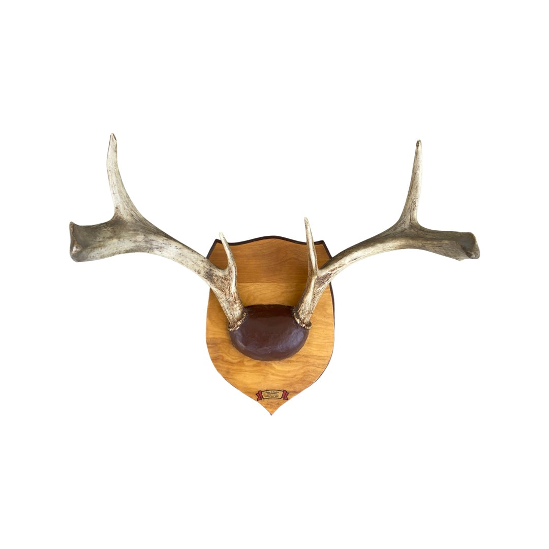 Vintage Mounted Deer Antlers