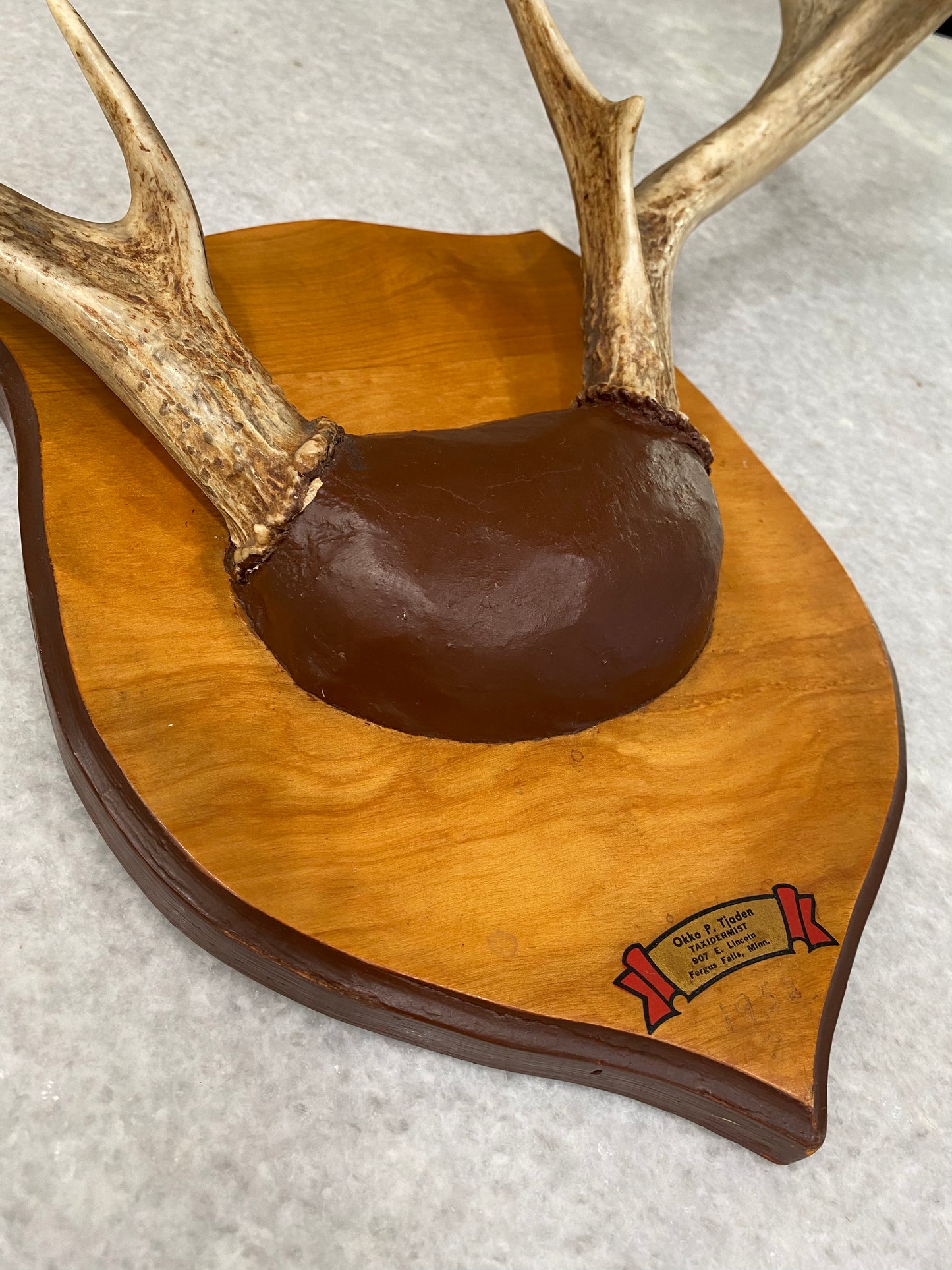 Vintage Mounted Deer Antlers